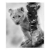 Zwart-witte leeuwenwelpje foto afdruk (Voorkant)