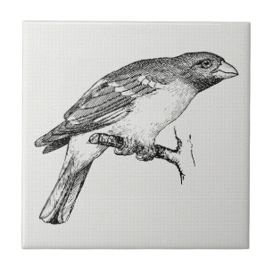 Zwart-witte lijntrekvogel tegeltje