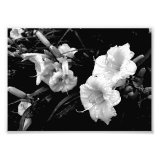 Zwart-witte Lillies Print Foto Afdruk