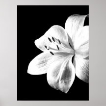Zwart-witte Lily