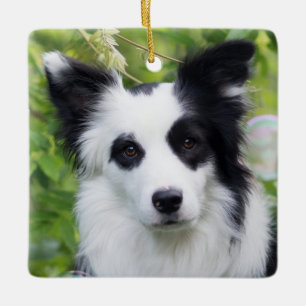 Zwart-witte rand collie keramisch ornament