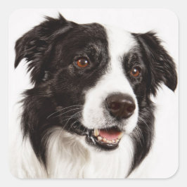 Zwart-witte rand Collie Puppy Dog Stickers