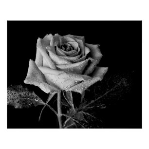 Zwart Witte Roos Perfect Poster