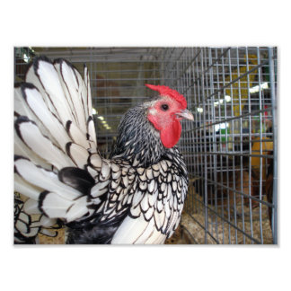 Zwart-witte rooster met staart in kooi foto afdruk