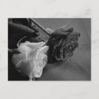 Zwart-witte roze