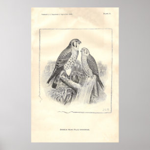 Zwart-witte Sparrow Hawks Poster