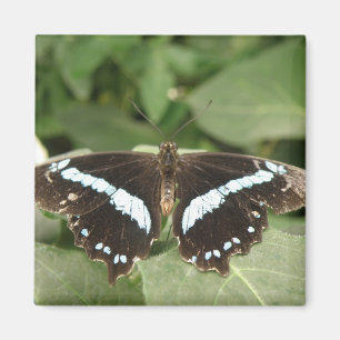 Zwart-witte tropische vlindermagneet magneet