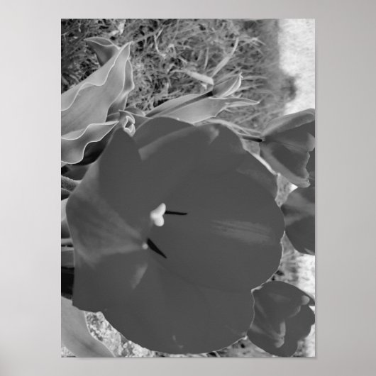 Zwart-witte tulp poster (Voorkant)