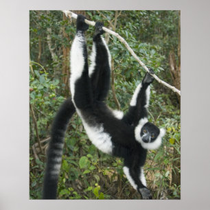 Zwart-witte vari (Varecia Poster
