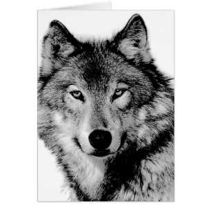 Zwart-witte wolf
