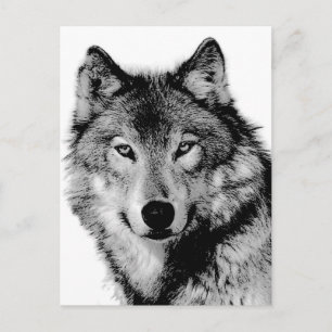 Zwart-witte wolf briefkaart