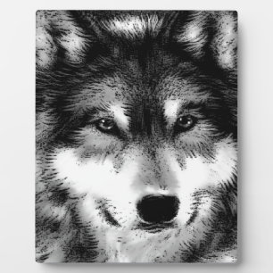 Zwart-witte wolf fotoplaat
