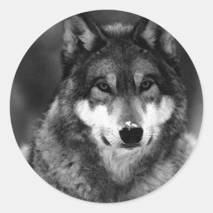 Zwart-witte wolf ronde sticker