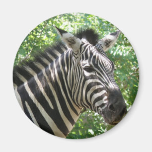 Zwart-witte Zebra Magnet Magneet