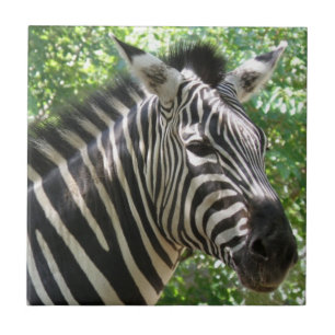 Zwart-witte Zebra Tegeltje