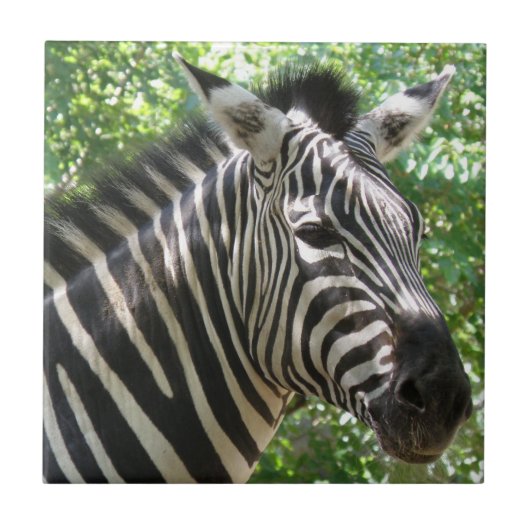 Zwart-witte Zebra Tegeltje (Voorkant)