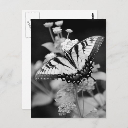 Zwart-wittekaart voor botervliegen briefkaart (Voorkant / Achterkant)