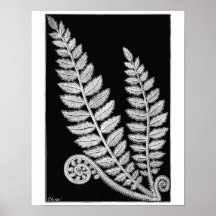 Zwart-wittewit, Fern Vintage poster, art afdrukken