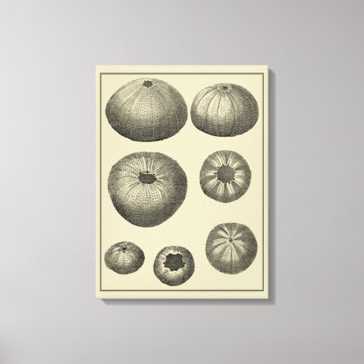 Zwart-witvis Canvas Afdruk (Voorkant)