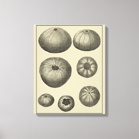 Zwart-witvis Canvas Afdruk (Voorkant)