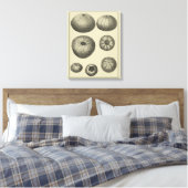 Zwart-witvis Canvas Afdruk (Insitu (Slaapkamer))