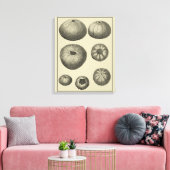 Zwart-witvis Canvas Afdruk (Insitu (Woonkamer))