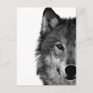 Zwart-witwerk met wolf oog briefkaart