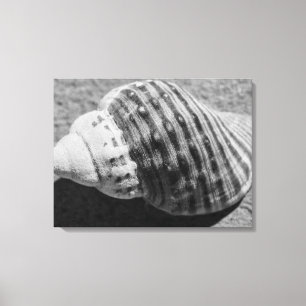 Zwart-witzwart Zee Ocean Shell Canvas Afdruk