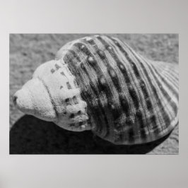 Zwart-witzwart Zee Ocean Shell Poster