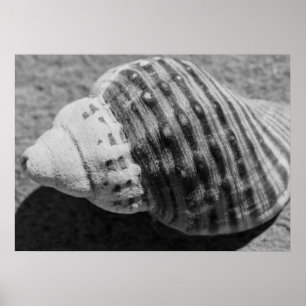 Zwart-witzwart Zee Ocean Shell Poster