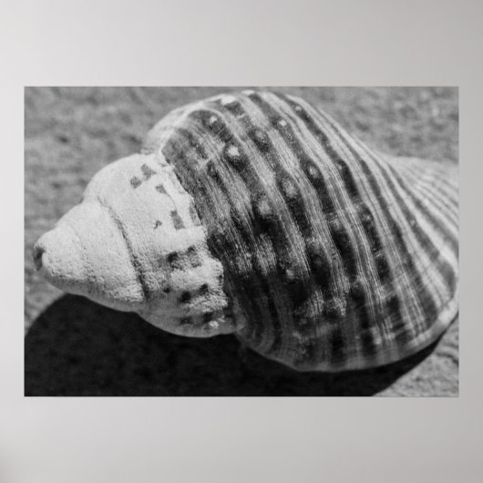 Zwart-witzwart Zee Ocean Shell Poster (Voorkant)