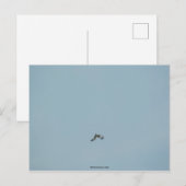 Zwartbenige kittiwake briefkaart (Voorkant / Achterkant)