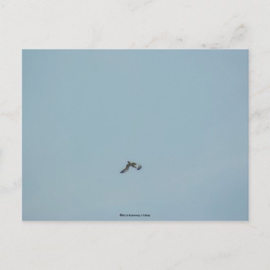 Zwartbenige kittiwake briefkaart (Voorkant)