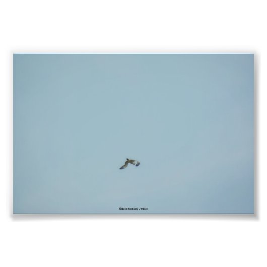 Zwartbenige kittiwake foto afdruk (Voorkant)