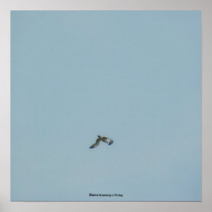Zwartbenige kittiwake poster
