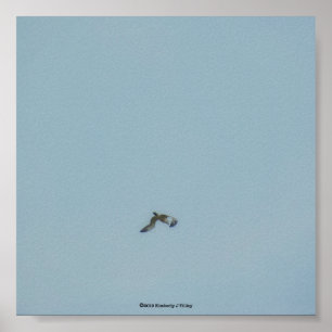 Zwartbenige kittiwake poster