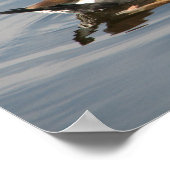 Zwartbuikspiering Poster (Hoek)