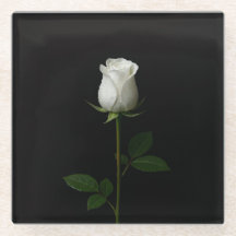 Zwarte 4 Luxe glazen onderzetter, Pure White Rose