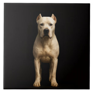 Zwarte 4 Luxe Tegel met Krachtige Dogo Argentino Tegeltje