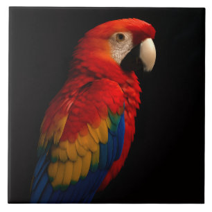 Zwarte 4 Luxe Tegel met Scarlet Parrot Tegeltje