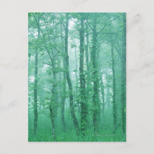 Zwarte Alder Briefkaart (Voorkant)