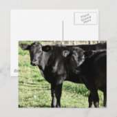 Zwarte Angus Heifer Calves Briefkaart (Voorkant / Achterkant)