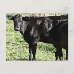 Zwarte Angus Heifer Calves Briefkaart
