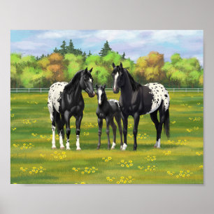 Zwarte Appaloosa-paarden in zomerse weide Poster