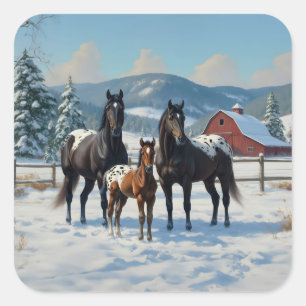 Zwarte Appaloosa paarden op een Boerderij in de wi Vierkante Sticker