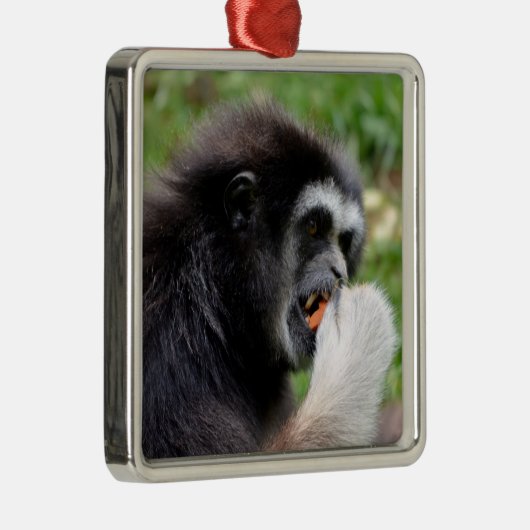 Zwarte appelmoes die een vrucht eten metalen ornament (Rechts)