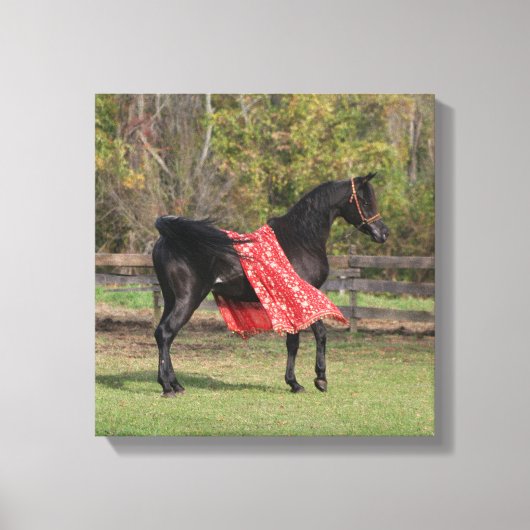 Zwarte Arabische hengst in zijde Canvas Afdruk (Voorkant)