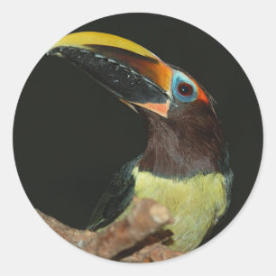 Zwarte aracari Toucan Ronde Sticker