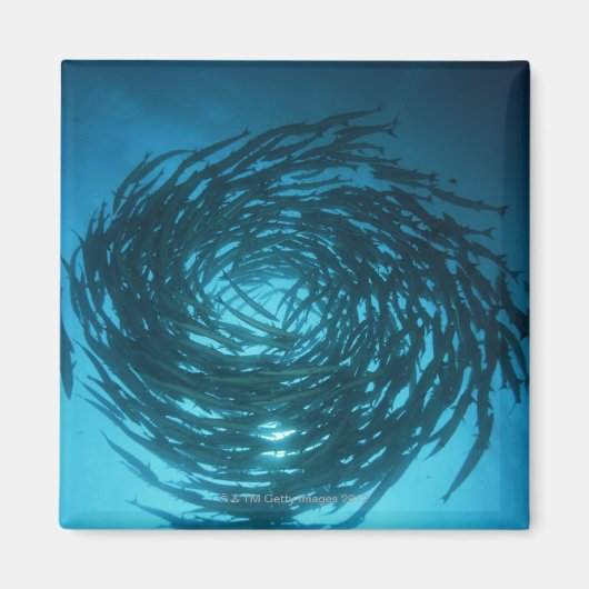 Zwarte barracuda zwemmen in cirkels magneet (Voorkant)