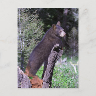 Zwarte Beer Cub Briefkaart